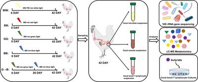 Effects of Different Monochromatic Light Combinations on Cecal Microbiota Composition and Cecal Tonsil T Lymphocyte Proliferation